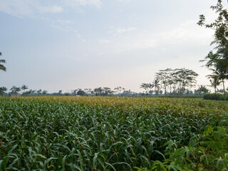 Green corn plant in farm field
