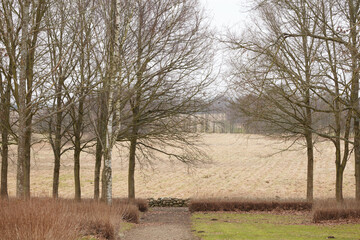 An autumn forest with brown dry grass and tall bare trees outdoors in nature. The peaceful landscape of the countryside with arid pasture and meadows on agricultural land