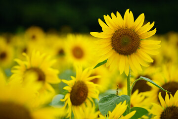 雨に濡れたヒマワリの花【アスピア玉城】