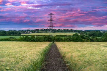 Wheat field and electric tower at sunset