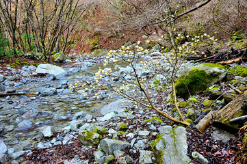 丹沢の畦ヶ丸　大滝沢に咲くミツマタ
