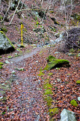 丹沢の畦ヶ丸　ミツマタ咲く登山道
ミツマタはジンチョウゲ科ミツマタ属の落葉低木。和名：三椏　別名：三枝　三又　ミツマタは低木の落葉樹。3～4月頃、三つに分かれた枝先に黄色い花を密集して咲かせ、それがいくつもの玉のようになり満開に開花する様は見応えがある。さらにはミツマタの木が何本も生える場所で一斉に花を咲かせた光景は圧巻で素晴らしい。ミツマタは主に紙の原料として使用されている。枝先が三つに分かれる
