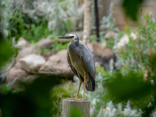 Obraz premium White Faced Heron On Post