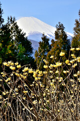 Obraz premium 丹沢のミツバ岳山頂に咲くミツマタと富士山 ミツバ岳は西丹沢の丹沢湖の北西に聳える山。山と高原地図上には山名がミツバ岳と記されているが、正確には大出山（おおだやま）と呼ぶらしい。またこの山は個人所要の山で、一般の登山者が入山できるのも地権者様の厚意により登山が許されているらしい。ですのでミツバ岳へ登山をする場合はマナーを守り、自然を大切にするよう心掛けて山を楽しんでほしい。 