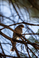 A white-throated sparrow in the Ontario wilderness.