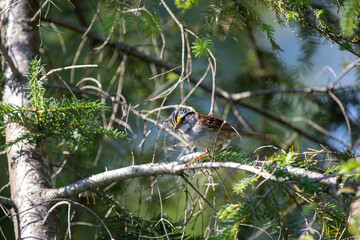 A white-throated sparrow in the Ontario wilderness.