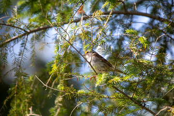 A white-throated sparrow in the Ontario wilderness.