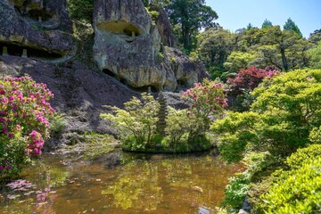奇岩に安置された石仏と満開のシャクナゲのコラボ情景＠石川