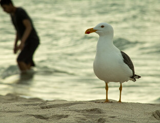 Gaviota en la playa 