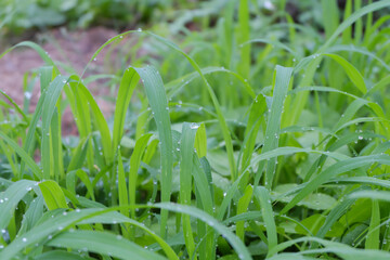 Beautiful, clean drops of morning dew on the green grass