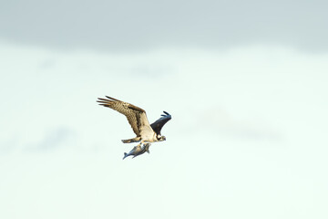 Osprey Flying with Fish in Talons