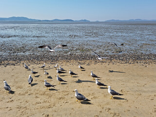 Seagulls gathering on the beach