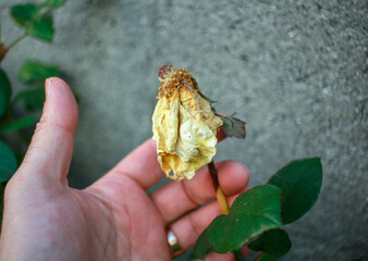 touching a dying yellow rose