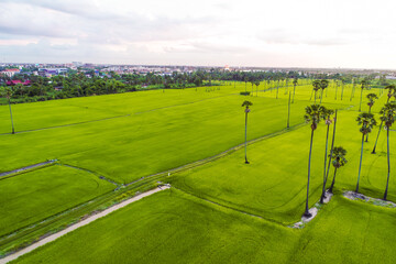 Aerial view sunset light on green rice plantation field