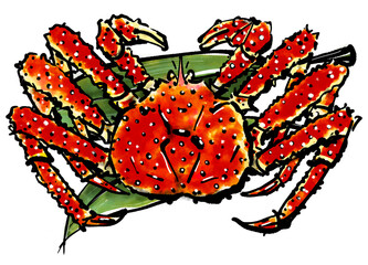 「タラバガニ」の手書きイラスト（筆書き墨絵風）