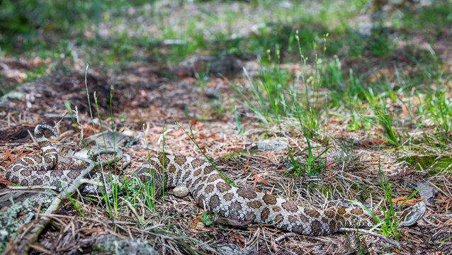 Eastern Massasauga Rattlesnake From The Shore Of Lake Huron, Ontario 