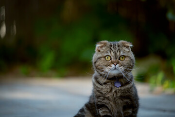 Scottish fold cat in the garden.