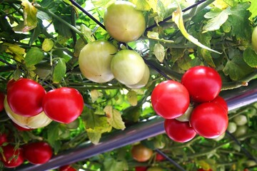 えこりん村のとまとの森