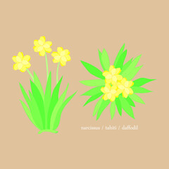 Yellow daffodil flower element illustration