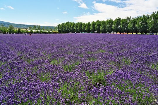 Hokkaido,Japan - July 8, 2022: Lavender flowers in full bloom in Furano, Hokkaido, Japan
