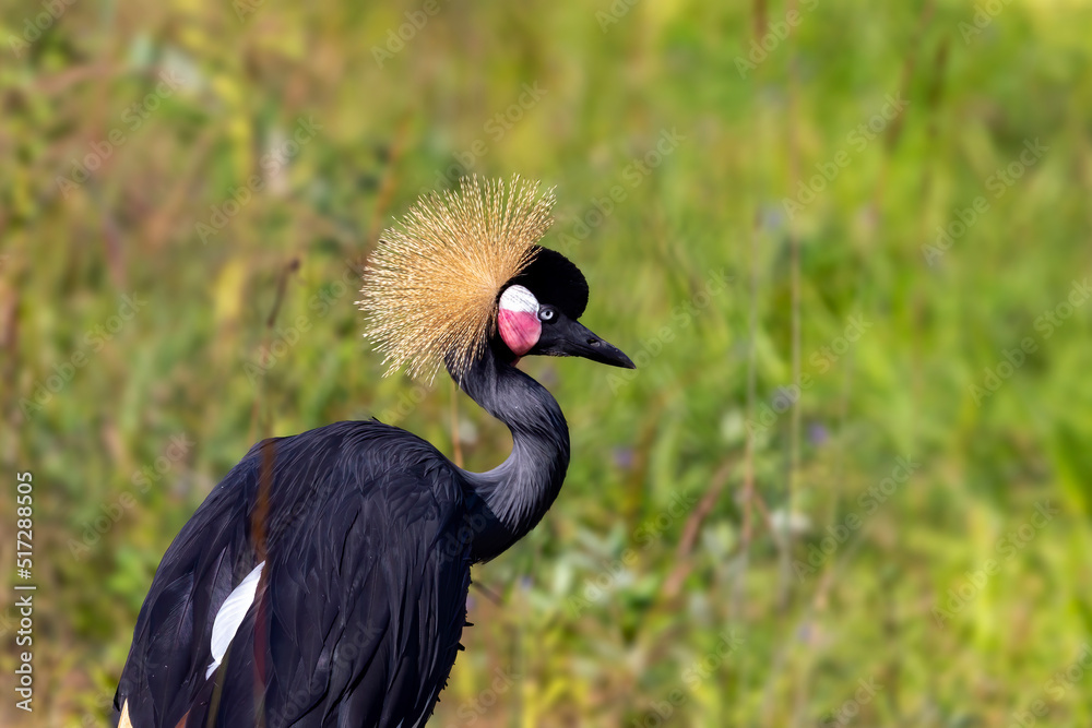 Sticker Grey Crowned Crane
(Balearica regulorum)