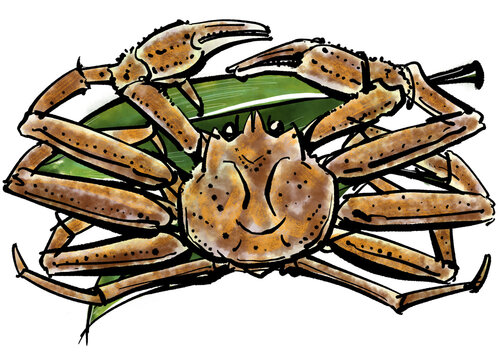 マツバガニ の画像 3 576 件の Stock 写真 ベクターおよびビデオ Adobe Stock