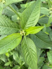 Euphorbia heterophylla grass flower in nature garden