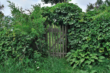 The old wooden gate is beautifully overgrown with green ivy