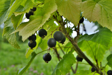 Black currant berries among green leaves on a bush