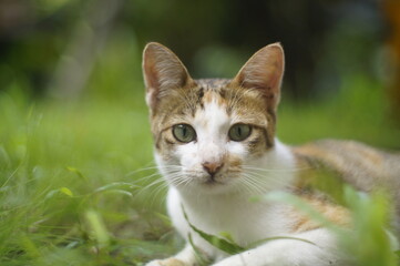 Naklejka na ściany i meble a calico female cat resting on a bed of grass