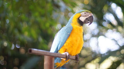 a colorful yellow and blue macaw standing on a branch of tree