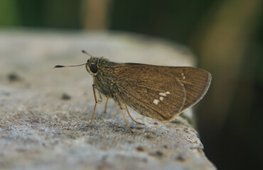 butterfly on a rock