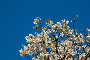 white blossom in spring
