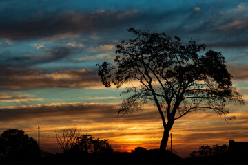 Fototapeta na wymiar sunset and the lonely tree