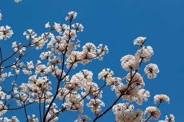 flowers against sky