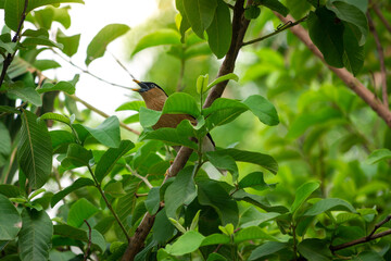 A beautiful bird is sitting on the tree
