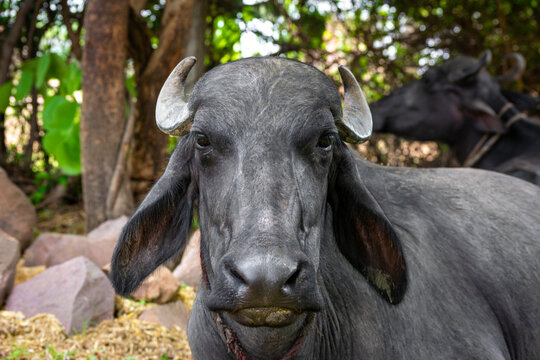 Water buffalo resting under the tree