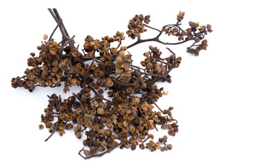 Dried spice herbs, Zanthozylum limonella Alston,  isolated on white background. Concept :  food ingredient for seasoning Thai local northern food. Spicy taste, unique fragrance, add to flavor food.