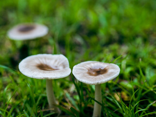 雨上がりのキノコ