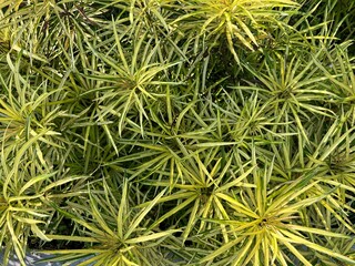 Natural Beautiful Fresh Colorful Flower and Plants for Interior or Exterior Home Garden Decoration Design purpose with Green Vegetation Farm Environment Background