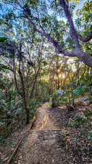 Fototapeta premium Rainforest walking track at Byron Bay in NSW Australia