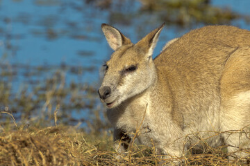 Fototapeta premium Agile Wallaby in Queensland Australia