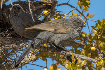 Grey Apostlebird in Queensland Australia