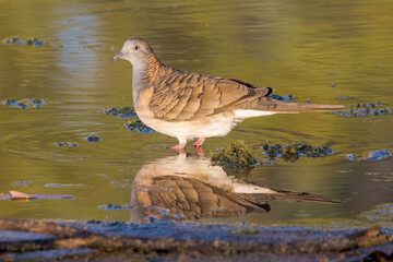 Bar-shouldered Dove in Queensland Australia