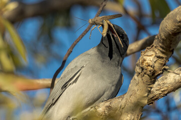 Black-faced Cuckooshrike in Queensland Australia