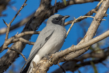 Black-faced Cuckooshrike in Queensland Australia