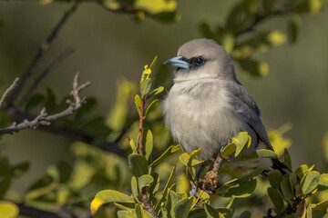 Black-faced Woodswallow in Queensland Australia
