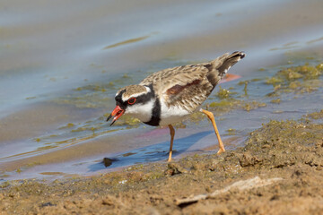 Black-fronted Dotterel in Queensland Australia