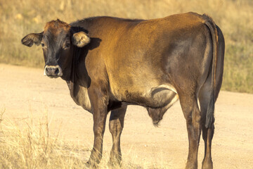 Brahman Cow in Queensland Australia