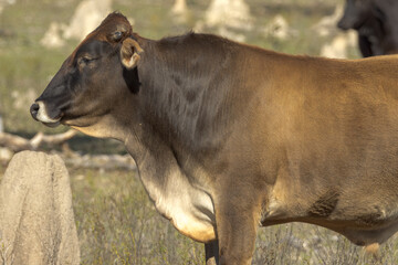Brahman Cow in Queensland Australia